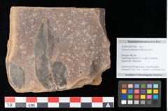 Foto (Objekt + Etikett) von Quercus palaeoilex Ettingshausen (NHMW-GEO-2024-0188-0788)